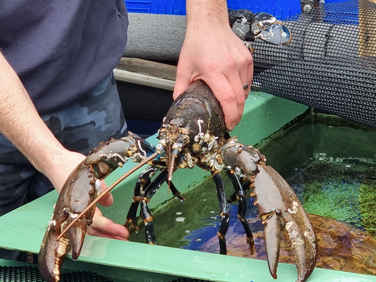 Huge thanks to @DiverChrisR & Macduff Marine Aquarium for an amazing tour & chance to see such amazing marine life & work being done. Really recommend a visit to anyone who loves our season & Marine life. Off to @Dolphinsighting next to day hello to more sea saving friends 🐬💙👌