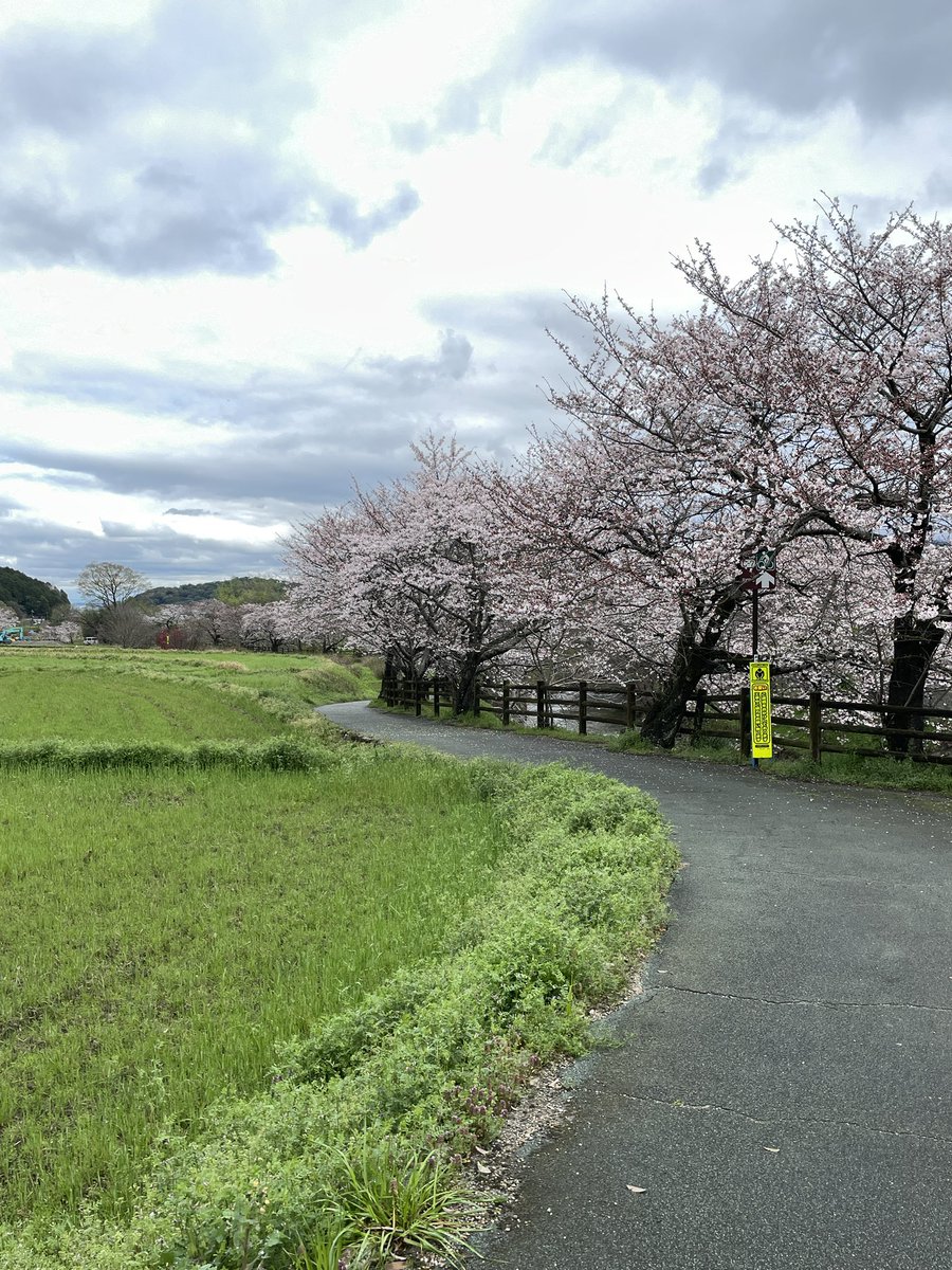 こんばんは。 私がよく散歩する小径です。場所は明日香村川原です。小径に沿って桜が並んで咲いていてとても美しいと思います。