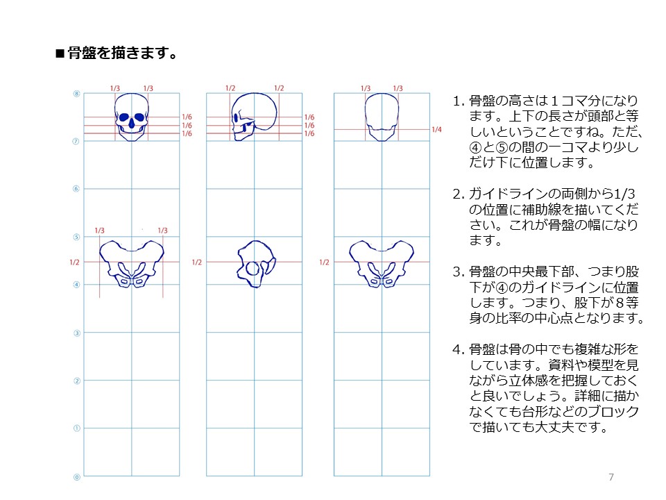 簡単マスター人体三面図(3/13) 
 八頭身用のコマを描き、補助線を引きながら骨格を描ていきます。1コマが頭の高さになり、頭の幅はその3分の2コマになります。骨盤の幅は3分の4コマ、股下は中央、背骨は頭蓋骨の真下から描いていきます。 
PDF版のDLはこちら。
 https://t.co/Eau7nCEvz0 