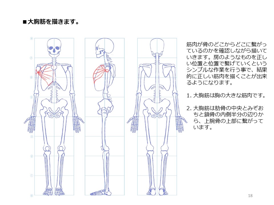 簡単マスター人体三面図(6/13) 
 足は頭より少し大きめに描きます。骨格は完成です。そして筋肉を描いていきます。筋肉は骨のどこからどこへと繋がっているのかを理解しながら描いていきます。大胸筋は肋骨と鎖骨から上腕骨の上部に繋がっています。 
PDF版のDLはこちら
 https://t.co/Eau7nCEvz0 