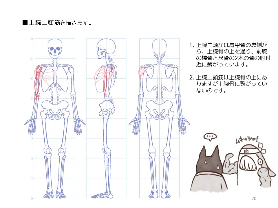 簡単マスター人体三面図(6/13) 
 足は頭より少し大きめに描きます。骨格は完成です。そして筋肉を描いていきます。筋肉は骨のどこからどこへと繋がっているのかを理解しながら描いていきます。大胸筋は肋骨と鎖骨から上腕骨の上部に繋がっています。 
PDF版のDLはこちら
 https://t.co/Eau7nCEvz0 