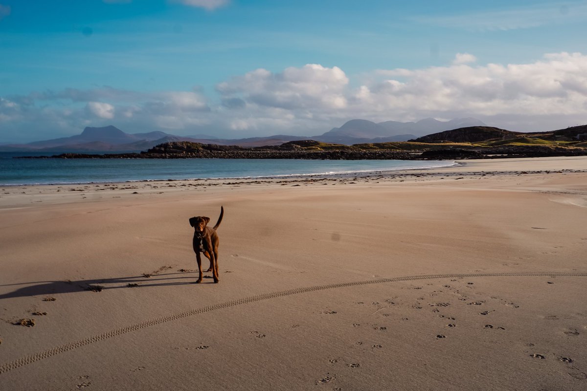 folknstory's tweet photo. The whole beach to himself 🐶😁
📍 Mellon Udrigle, Highlands
#dogsoftwitter #respectprotectenjoy #beachesofscotland @VisitScotland https://t.co/OhJ2Zv5MGl