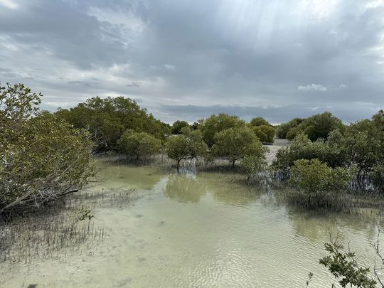 thebrexitdaily's tweet image. With 850,000 mangrove trees planted in #AbuDhabi—ten for each #COP28 participant—the legacy of @COP28_UAE will last for many years to come. These plants are expected to absorb 170 tons of CO2 from the atmosphere each year. #ActionClimate