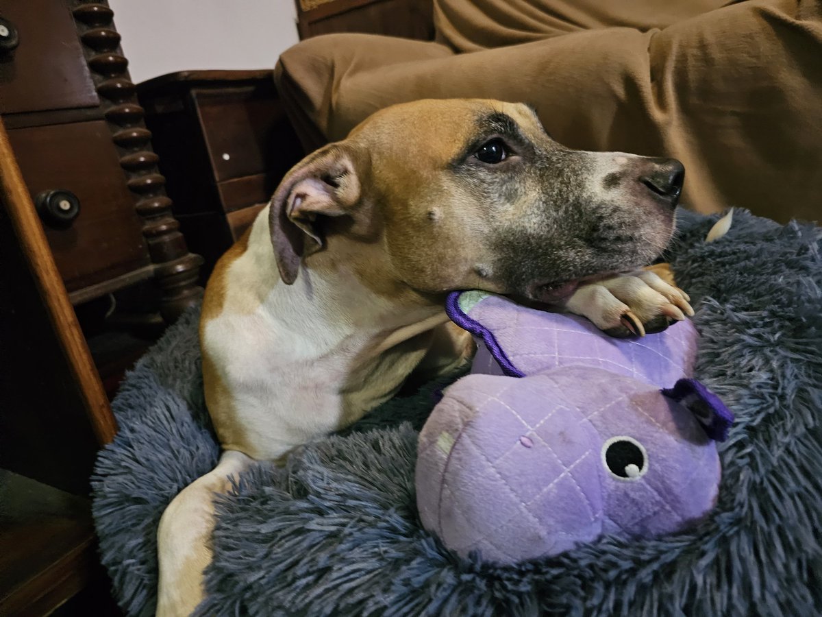 JaymieRains's tweet photo. Introducing the Purkle Hipplpottlemouse and the new bed 💜
#RiverOfDoom #RoseTylerRains #PerfectJenna https://t.co/HI27s9eUat