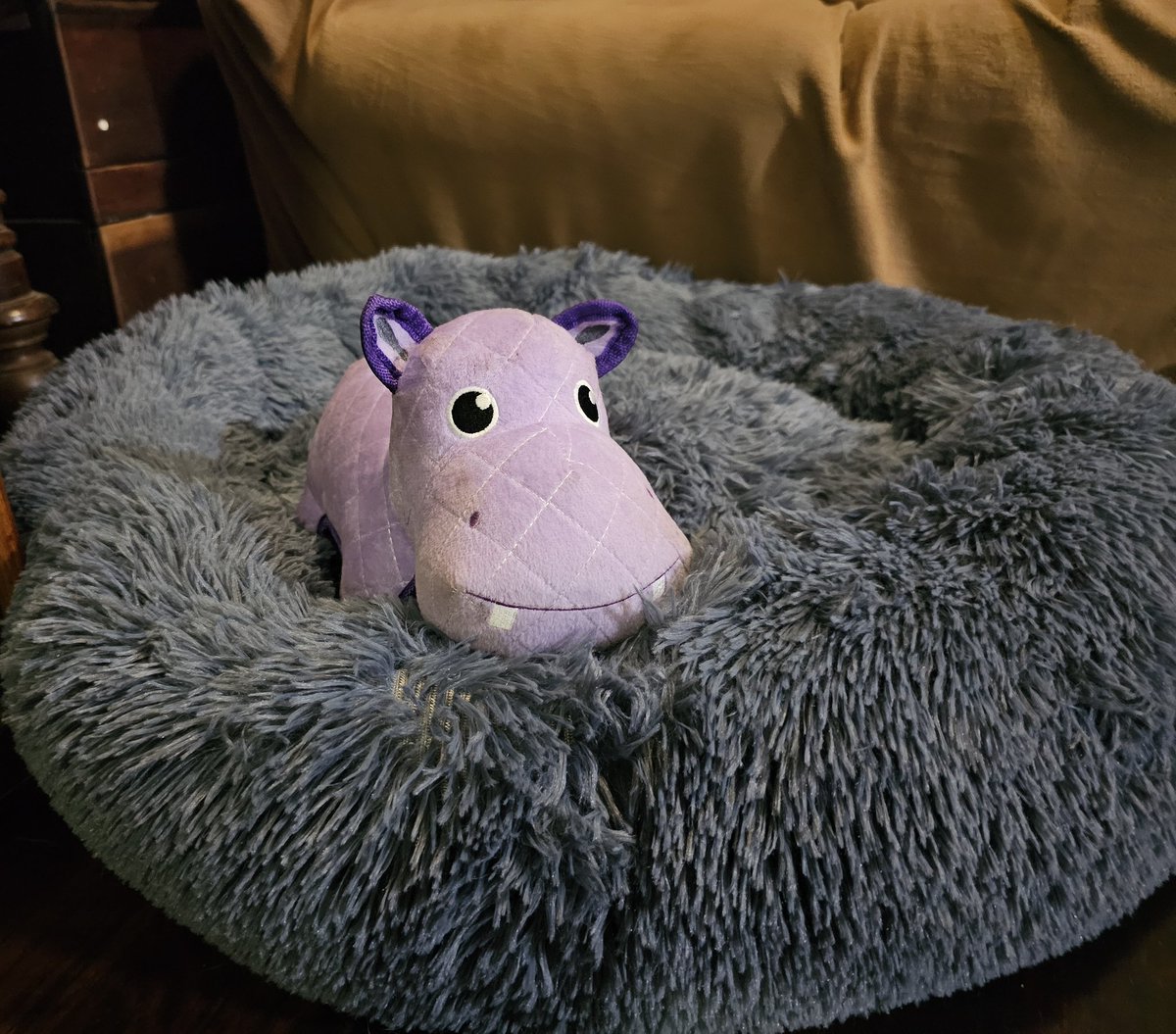 JaymieRains's tweet photo. Introducing the Purkle Hipplpottlemouse and the new bed 💜
#RiverOfDoom #RoseTylerRains #PerfectJenna https://t.co/HI27s9eUat