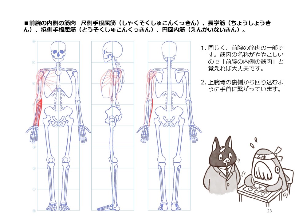 簡単マスター人体三面図(7/13) 
 腕の裏側の筋肉、上腕三頭筋は肩甲骨から前腕の肘に繋がっています。前腕の筋肉は上腕骨から手首へと回り込むように繋がっています。前腕の筋肉の名称は覚えにくいですねえ・・・。 
PDF版のDLはこちら。
 https://t.co/Eau7nCEvz0 