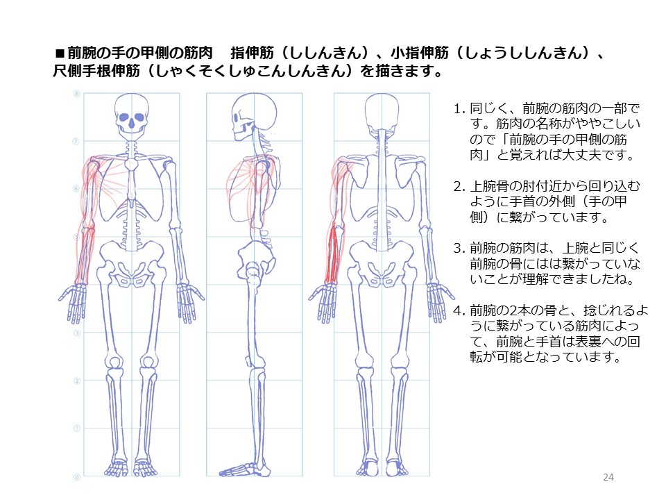 簡単マスター人体三面図(7/13) 
 腕の裏側の筋肉、上腕三頭筋は肩甲骨から前腕の肘に繋がっています。前腕の筋肉は上腕骨から手首へと回り込むように繋がっています。前腕の筋肉の名称は覚えにくいですねえ・・・。 
PDF版のDLはこちら。
 https://t.co/Eau7nCEvz0 