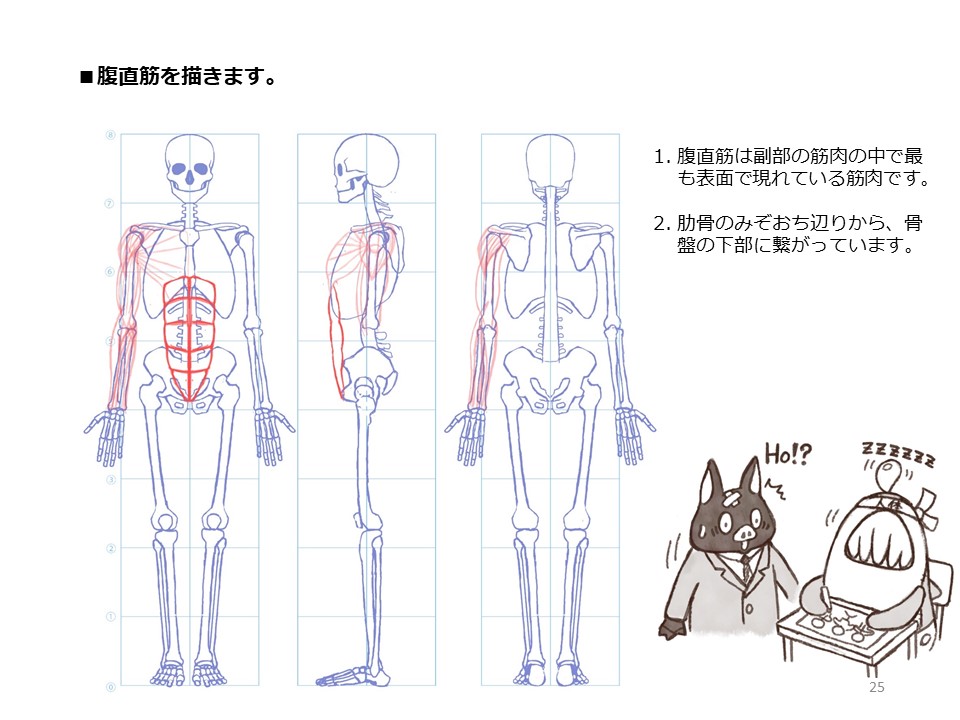 簡単マスター人体三面図(8/13) 
 腹筋を描き、そして背中の筋肉を描いていきます。背中の筋肉は背骨から肩甲骨や上腕骨に繋がっています。 
PDF版のDLはこちら。
 https://t.co/Eau7nCEvz0 