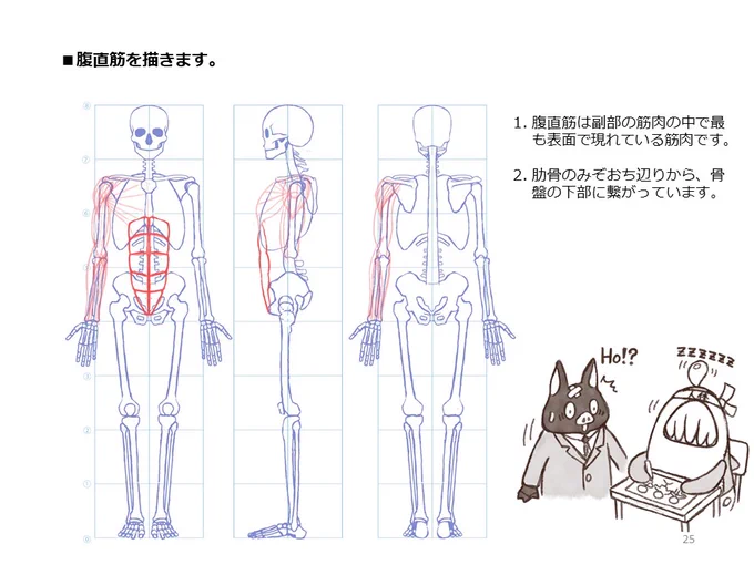 簡単マスター人体三面図(8/13) 
 腹筋を描き、そして背中の筋肉を描いていきます。背中の筋肉は背骨から肩甲骨や上腕骨に繋がっています。 
PDF版のDLはこちら。
 https://t.co/Eau7nCEvz0 