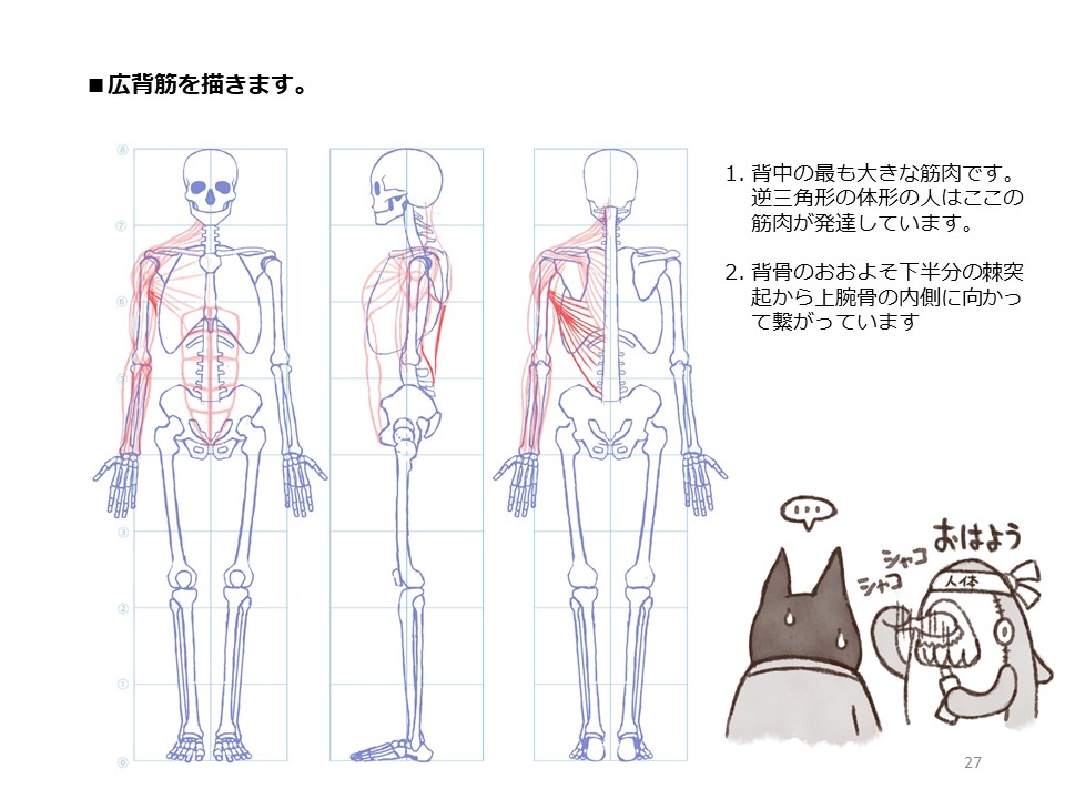 簡単マスター人体三面図(8/13) 
 腹筋を描き、そして背中の筋肉を描いていきます。背中の筋肉は背骨から肩甲骨や上腕骨に繋がっています。 
PDF版のDLはこちら。
 https://t.co/Eau7nCEvz0 