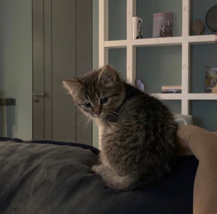 Why you should have a cat tweet media