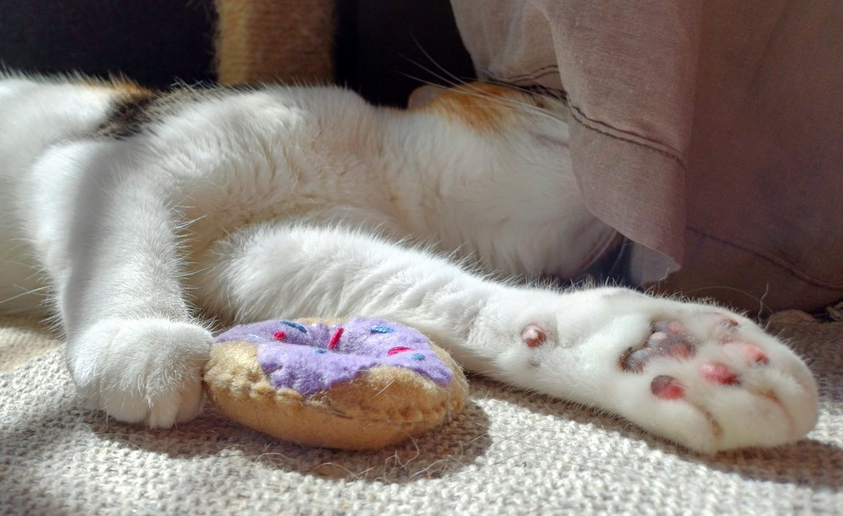 kitcatpuzzle's tweet image. Donut disturb 🍩😸💤

May have overdosed on fun and catnip ✨️😸✨️

#catniptoys #catlife #caturday #catantics #catsnapping

instagram.com/p/C5VRllboN2-/