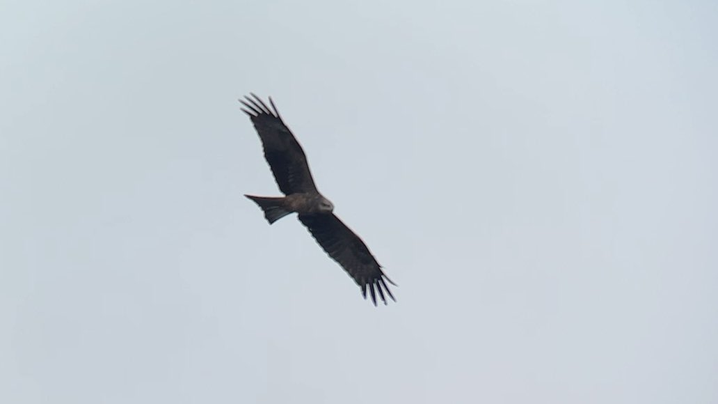 Reserve still closed following winter floods ☹️ will the rain ever stop?? The car park and the 4 mile public footpath following the outer perimeter of the reserve are however open. Osprey, brambling & black kite seen yesterday! Found by @ShorelarkHolmes photo by @James4Nature