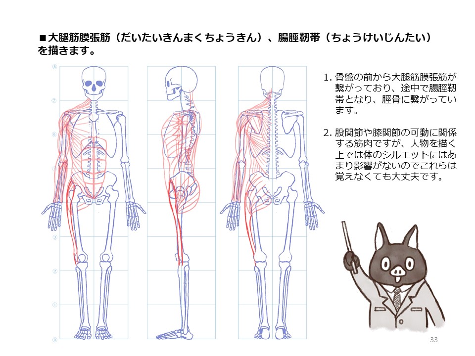 簡単マスター人体三面図(10/13) 
 腿の側面、裏側の筋肉を描き、そして正面側の筋肉も描いていきます。 
PDF版のDLはこちら。
 https://t.co/Eau7nCEvz0 