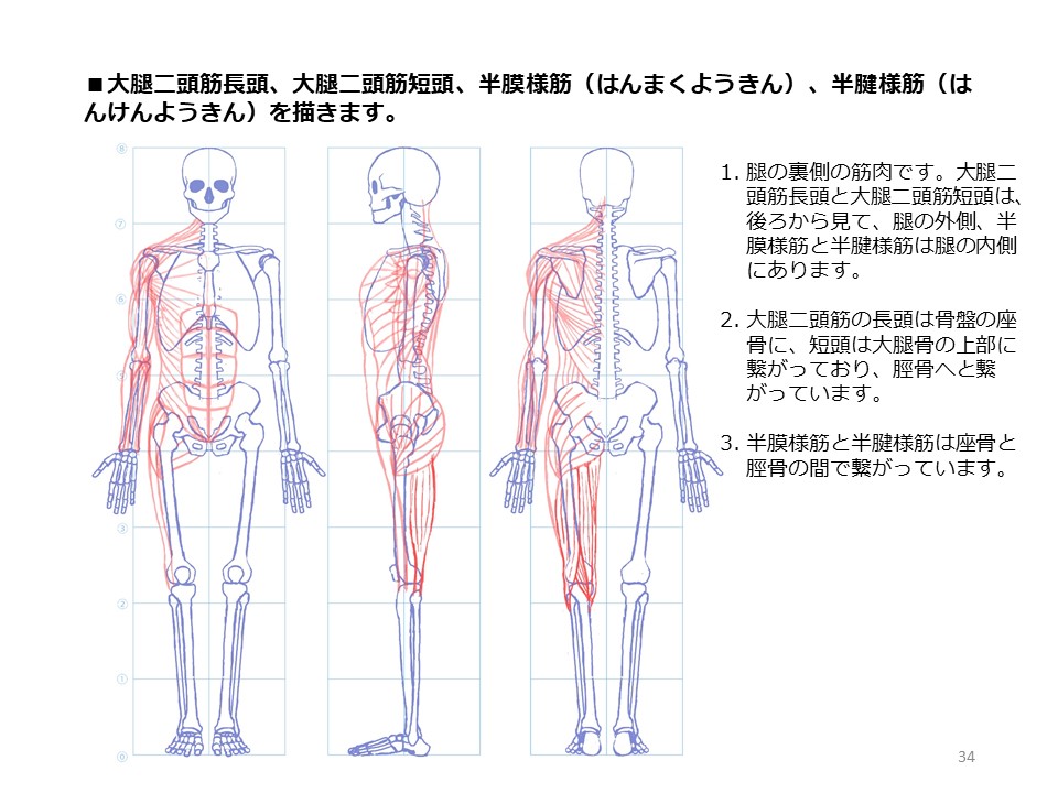 簡単マスター人体三面図(10/13) 
 腿の側面、裏側の筋肉を描き、そして正面側の筋肉も描いていきます。 
PDF版のDLはこちら。
 https://t.co/Eau7nCEvz0 