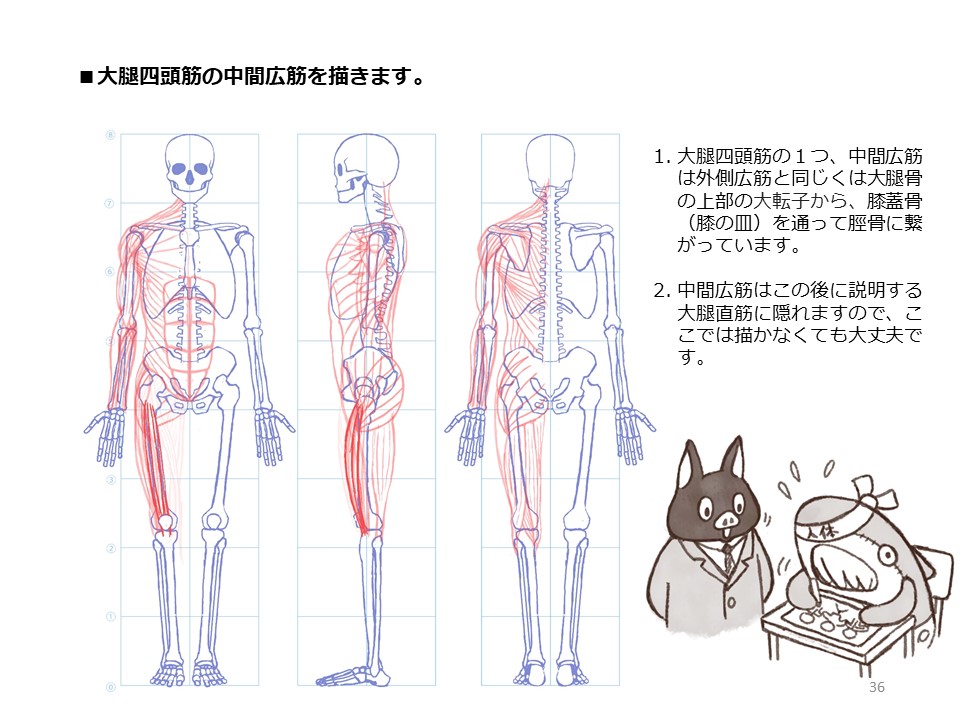簡単マスター人体三面図(10/13) 
 腿の側面、裏側の筋肉を描き、そして正面側の筋肉も描いていきます。 
PDF版のDLはこちら。
 https://t.co/Eau7nCEvz0 