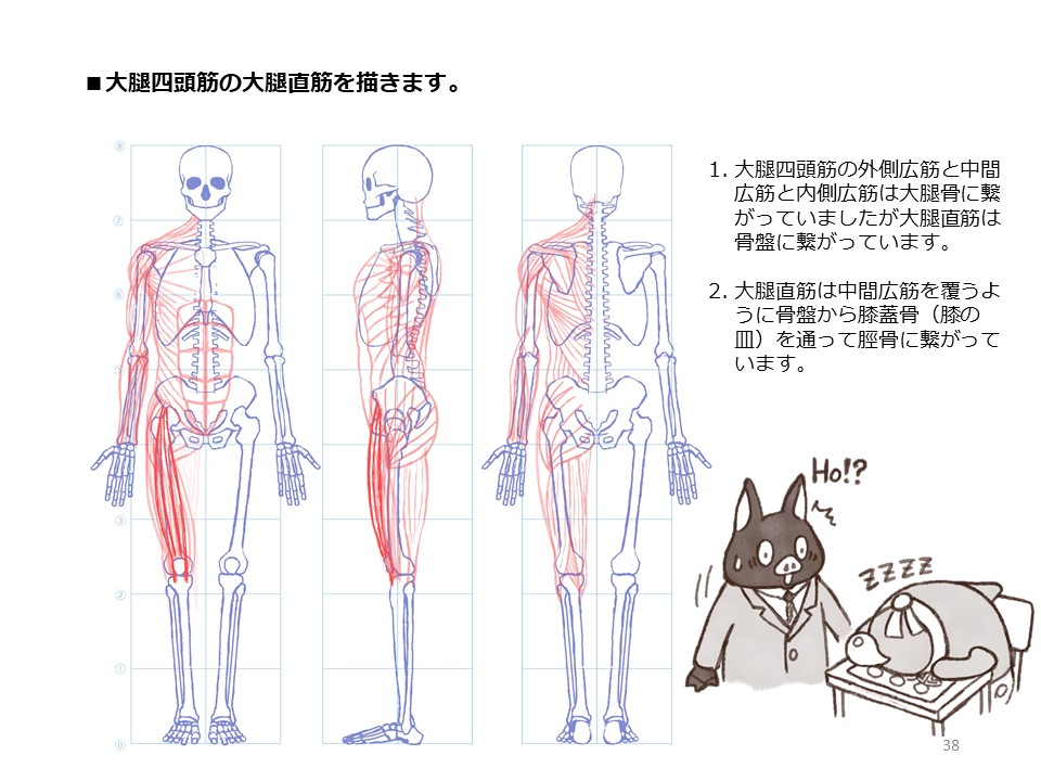簡単マスター人体三面図(11/13) 
 引き続き、腿の正面側、そして内側の筋肉も描いていきます。 
PDF版のDLはこちら。
 https://t.co/Eau7nCEvz0 