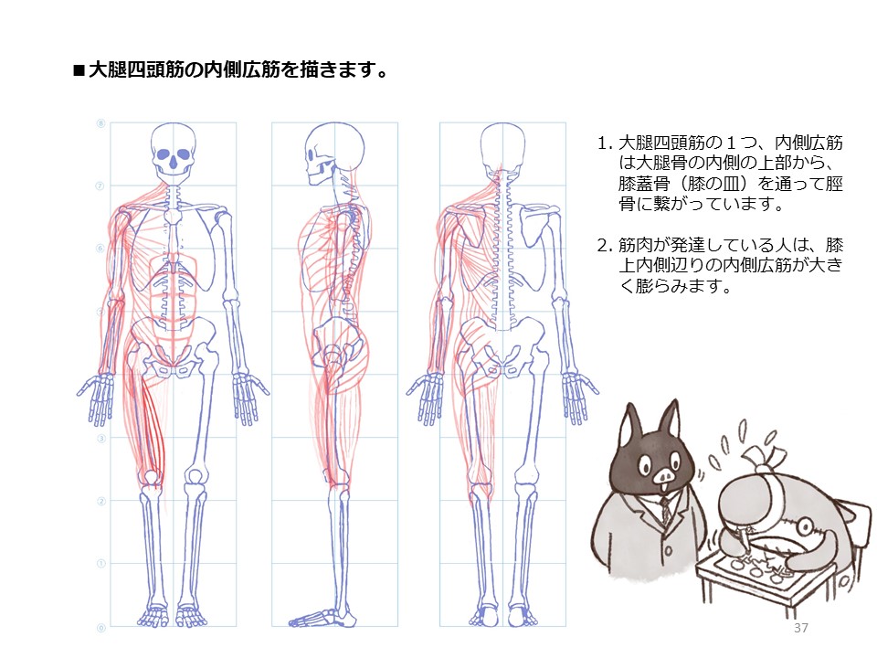 簡単マスター人体三面図(11/13) 
 引き続き、腿の正面側、そして内側の筋肉も描いていきます。 
PDF版のDLはこちら。
 https://t.co/Eau7nCEvz0 