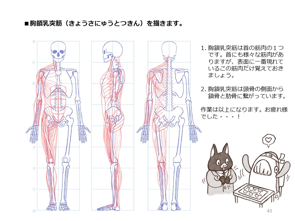 簡単マスター人体三面図(12/13) 
 フクラハギの筋肉などを描いて完成です…! お疲れ様でした! 
PDF版のDLはこちら。
 https://t.co/Eau7nCEvz0 