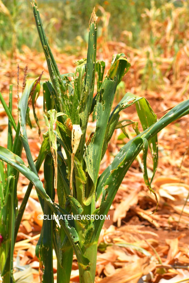 Zimbabwe urgently requires a minimum of US$2 billion to address the devastating impacts of drought, leaving 2.7 million people in dire need of #foodassistance.  #FoodAid #Zimbabwe #Solidarity #WhatsApp #Zimbabweans