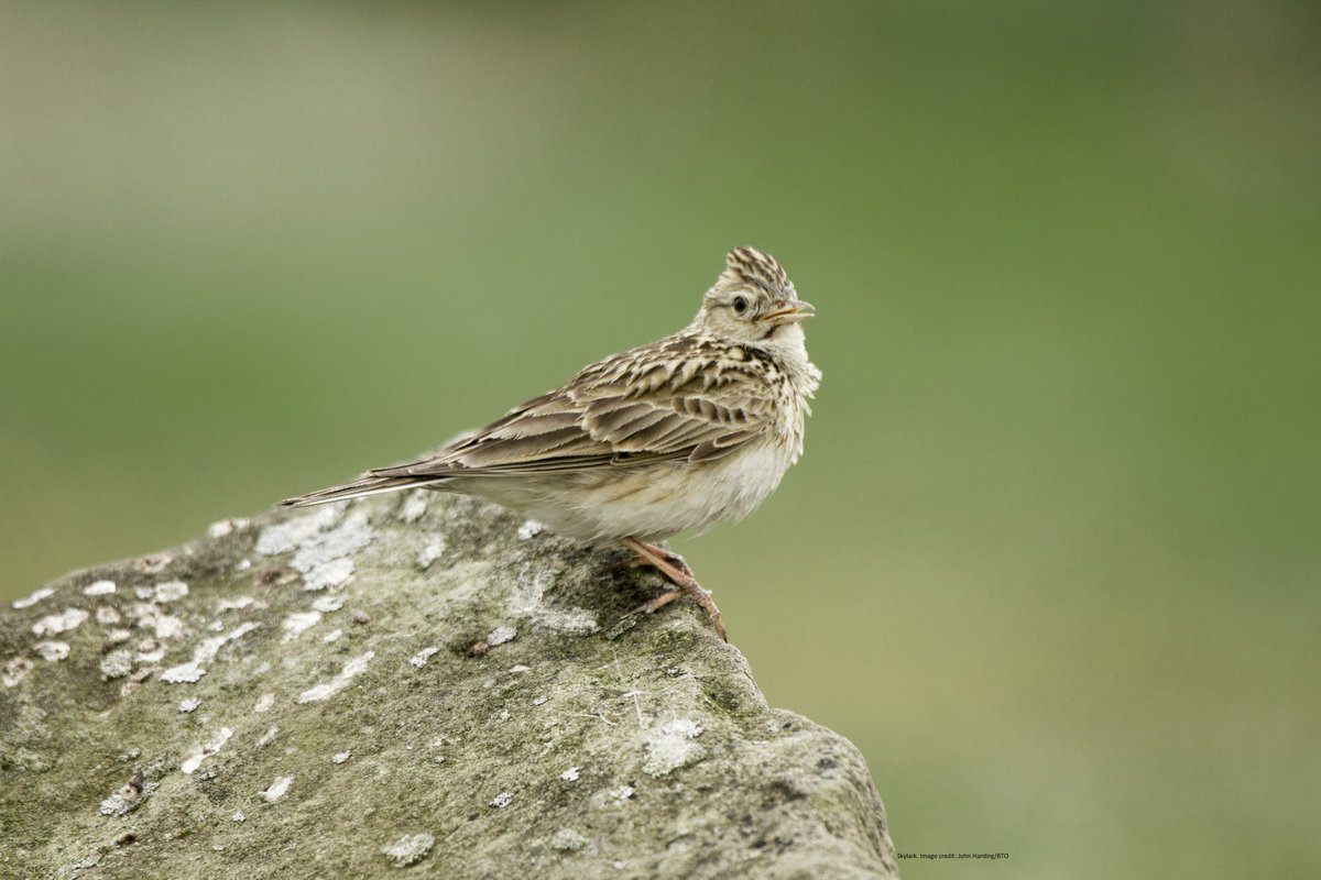 (1/3) It’s officially the thirtieth birthday of the Breeding Bird Survey. Happy Birthday @BBS_birds! On 4 April 1994 at approximately 07.05, the first bird species ever recorded by the fledgling survey was noted. It was a Skylark in the Vale of Belvoir, Leicestershire.