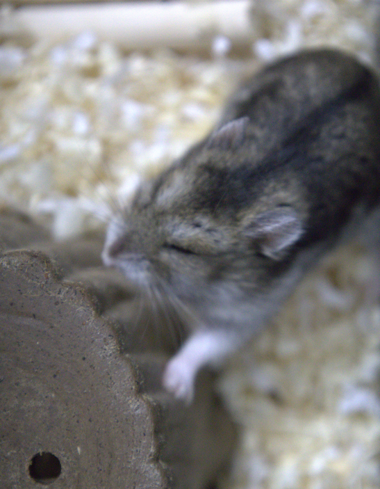 _OhHamster's tweet photo. 집사가 보급형미러리스를 사서 자는 애 깨워서 함 찍어봄..
왕초보라서 걍 오토에 놓고 찍었음.. https://t.co/5SjjTEhRRk