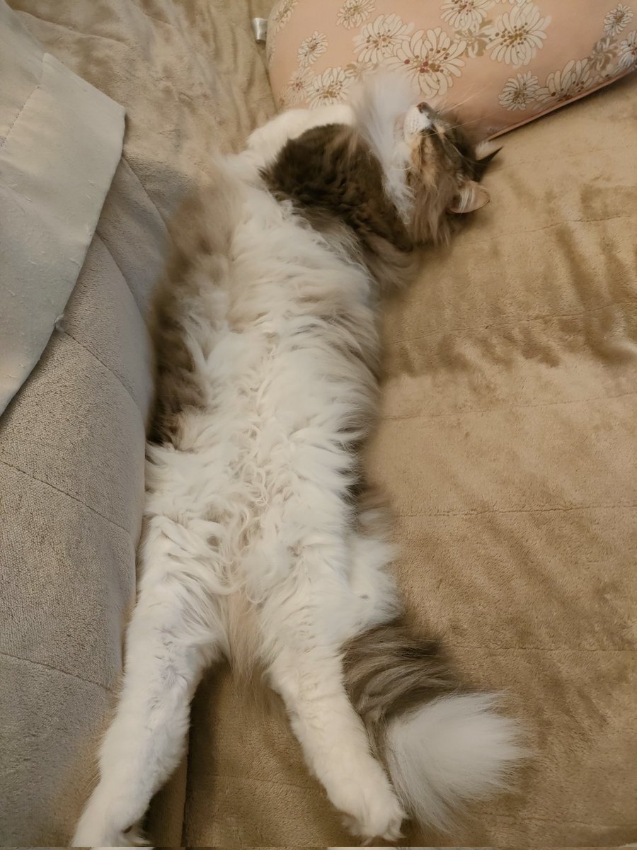 ZirBai's tweet photo. やる気が出ないので猫を吸ってみたら、さらにやる気が出なくなりました。 https://t.co/r6ZAlJIPGc