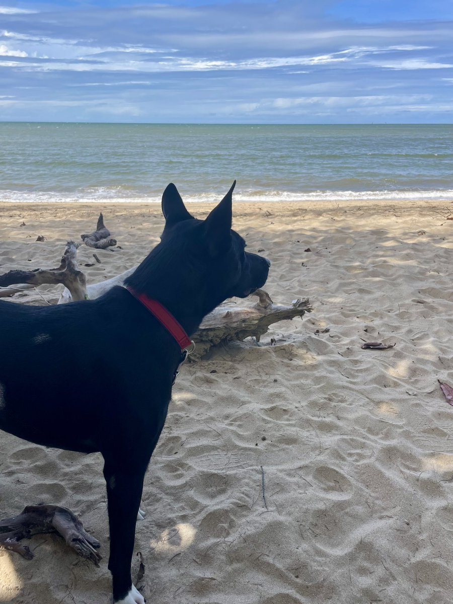 강아지랑 등산 성공적