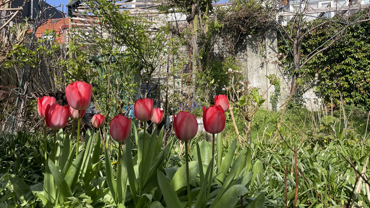 We gaan weer tegelwippen: Zaterdag 13 april 2024 kunt u weer tegels inruilen voor gratis plantjes. Zo kleuren we Haarlem een stukje groener. Greet Venekamp uit de Borneostraat heeft al jaren een groene tuin. Nu maakt ze haar buren ook enthousiast. dlvr.it/T533qv