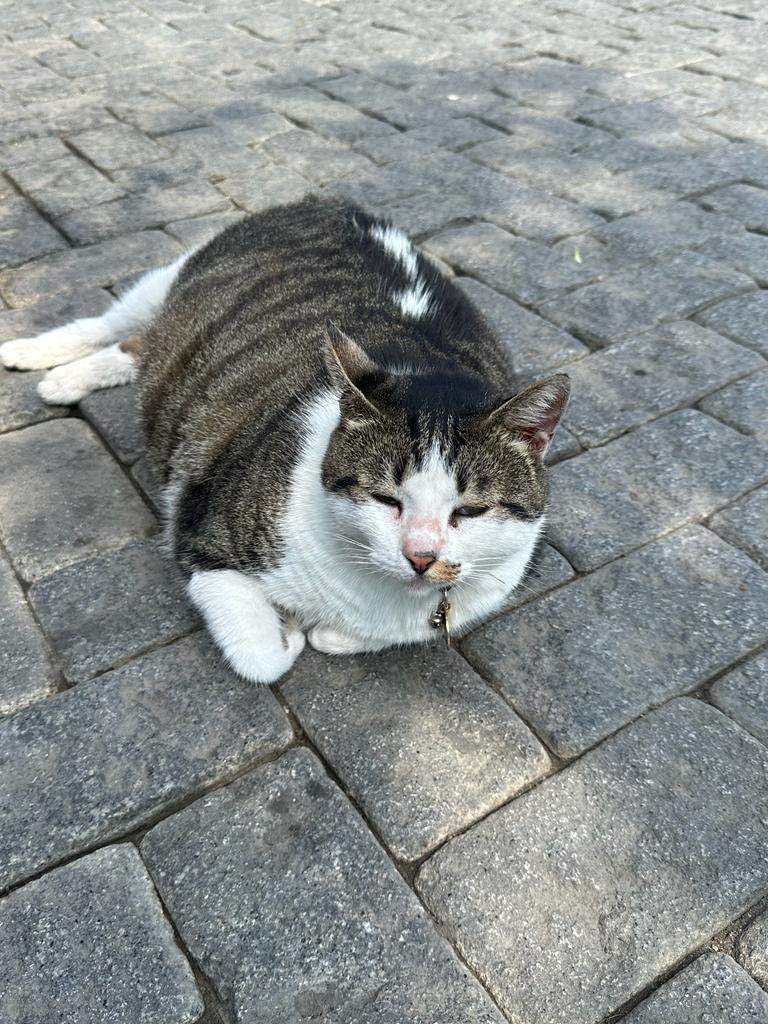 Seni de unutmadık #Beşiktaş’ın tombiş kedisi 😿 

#DünyaSokakHayvanlarıGünü 
#WorldStrayAnimalDay