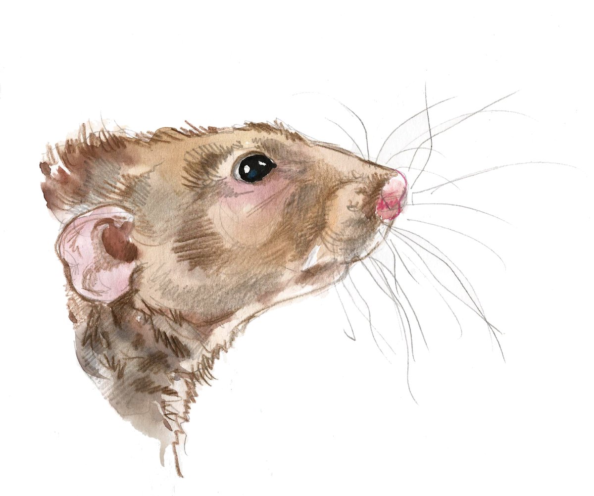 April 4 - World Rat Day #Calendar #Animals #myart