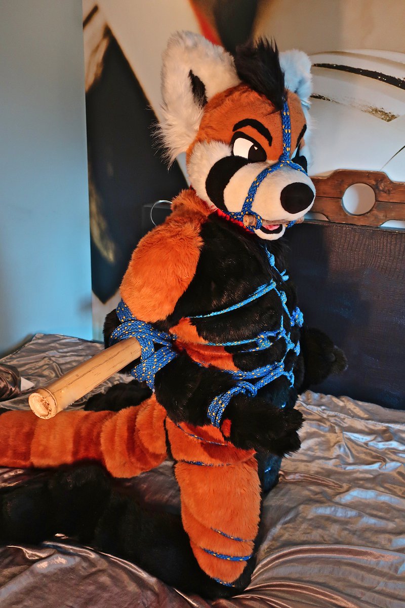 Kleinmies's tweet photo. Fursuiter: @redpanda_ad

Telegram-Chat: https://t.co/440DdC1EoL 
Telegram-Galery: https://t.co/QgkpjQuhoS

#Fursuit #Bondage #Shibari https://t.co/UFCZLSphpN