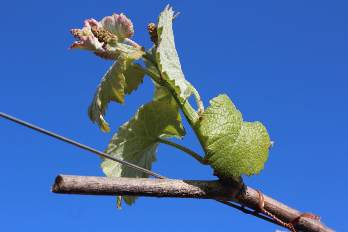 La magia de la naturaleza en primavera 💐

Ya han empezado a aparecer los primeros brotes en nuestros viñedos 💚