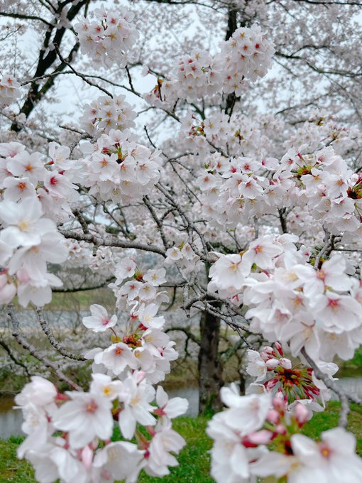 天気激悪なんですけと、桜凄かったですわ⸜( ᐛ )⸝ 