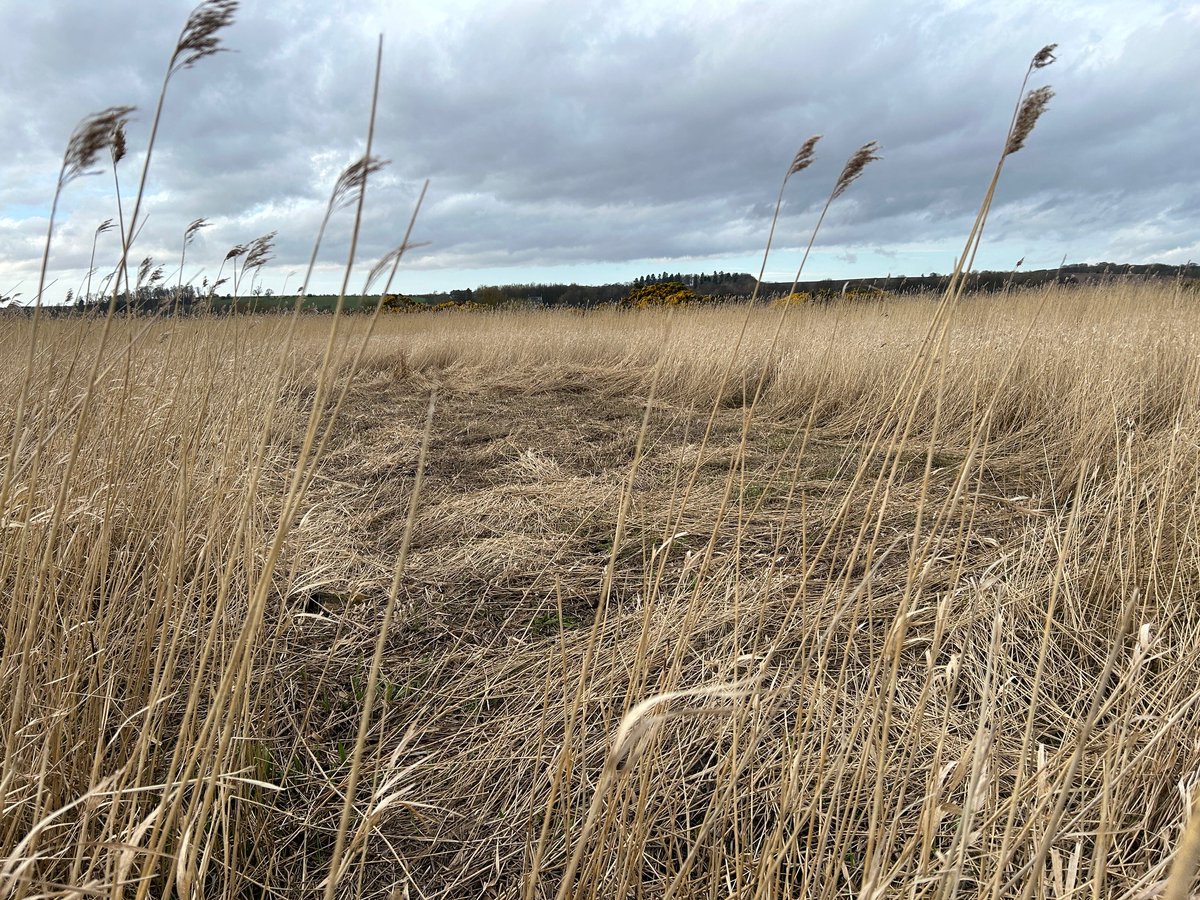 #ReedbedRestoration was completed @MontroseBasin recently. Plots were cut at intervals in a priority area of Millburn Reedbed to restore the habitat which supports many nationally rare birds and a diverse range of invertebrates. #NatureRestoration @AngusCouncil