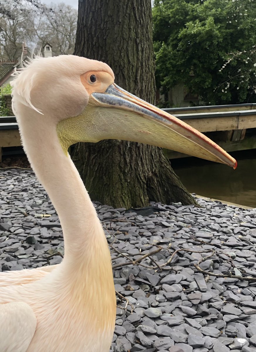 ruths_gallery's tweet photo. Have you ever visited St James’s Park London and seen the majestic pelicans?
If not, put it on your ‘To Do List’.
It’s well worth it.
@visitlondon #Pelicans #gotolondon #London #shotoniphone #birdphotography @theroyalparks https://t.co/36VdEDtMbv