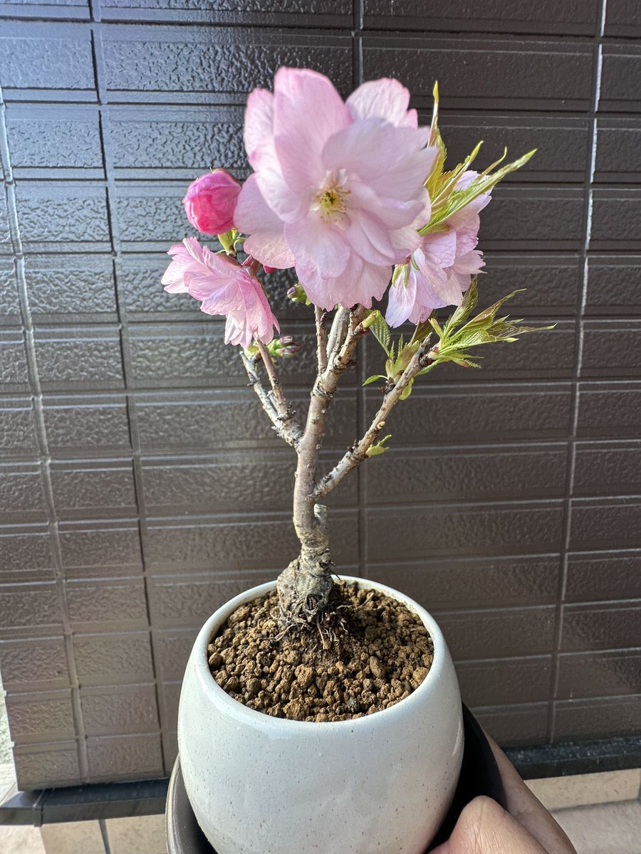 ElW3z's tweet photo. 桜の大吾郎が開花しました👏
花が大きくてすごい綺麗🌸

#桜盆栽
#旭山 https://t.co/J6fMLKz3O0