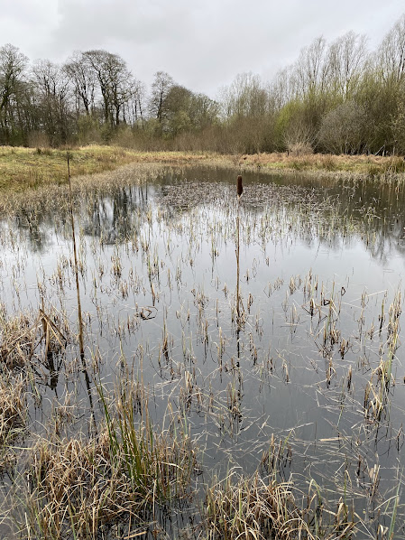 It was great to be at #Dragonfly #Hotspot Gartcosh LNR recently to see how well N. Lanarkshire Council @nlcpeople are managing the ponds. This network of ponds & wetlands are at different stages of succession, ensuring a good home for lots of different #wildlife. #TeamDragonfly