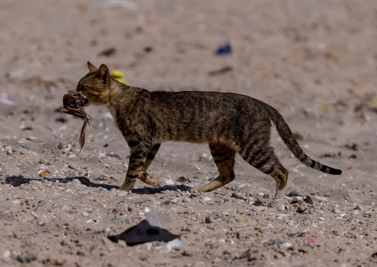 A cat walks away with a crab on a beach in Bargny on the outskirts of Dakar, Senegal, March 2024, credit: Reuters/Zohra Bensemra