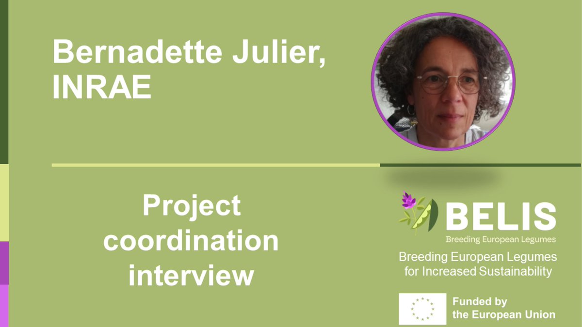 Check out the interview with our Project Coordinator Bernadette Julier from @INRAE_France Find out more about @BELIS_EU benefits for enhancing European autonomy for protein, contribute to crop diversification and reduce energy consumption @HorizonEU 🇪🇺 👇 belisproject.eu/interview-with…