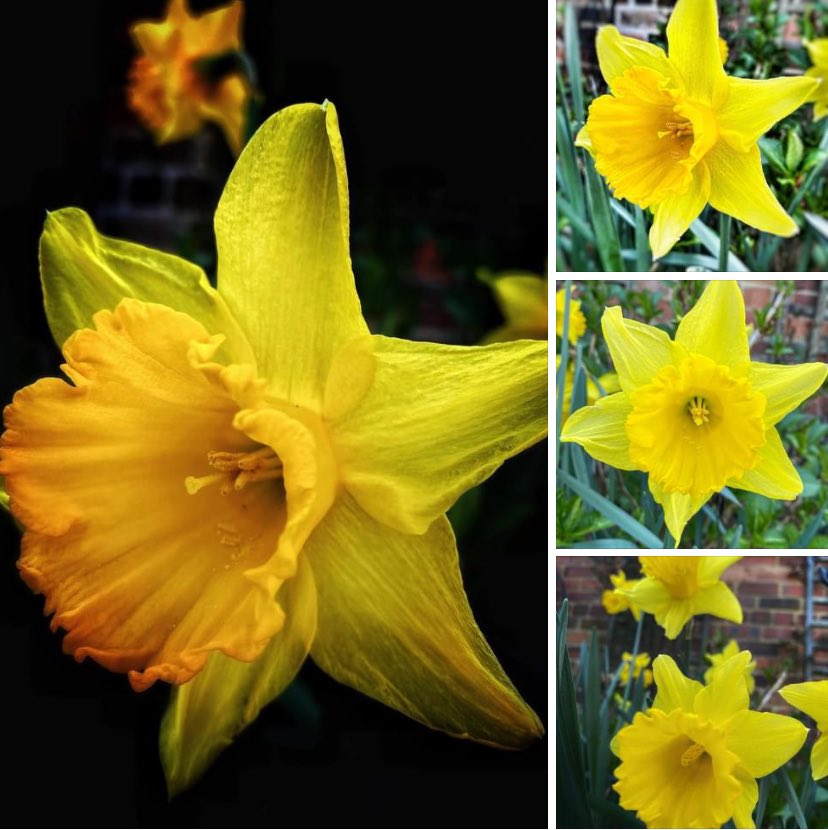 Good morning, daffodils in my garden line a sunshine smile 🌼🍃on a dreary day Wishing you all a wonderful day and enjoy the moments, Never lose Hope 🌼🍃xx #Gloriaslaw Support @rightsforresid2 #NeverLoseHope #Enjoythemoment #MentalHealthMatters