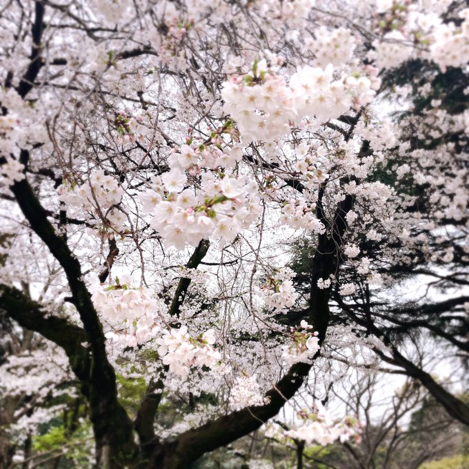 「桜 花」のTwitter画像/イラスト(新着)｜21ページ目