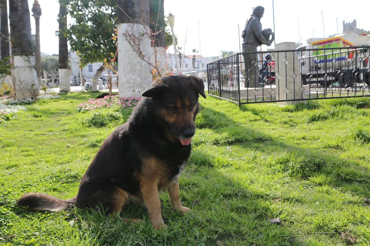 Bir zamanlar Bodrum sokaklarının daimi sakinlerinden olan Sosyal Köpeği kimler hatırlıyor? 🐕 Yaşadığımız kentin sokaklarını paylaştığımız can dostlarımızın 'Dünya Sokak Hayvanları Günü' kutlu olsun. 🫶 #tbt #sosyalköpek #dünyasokakhayvanlarıgünü