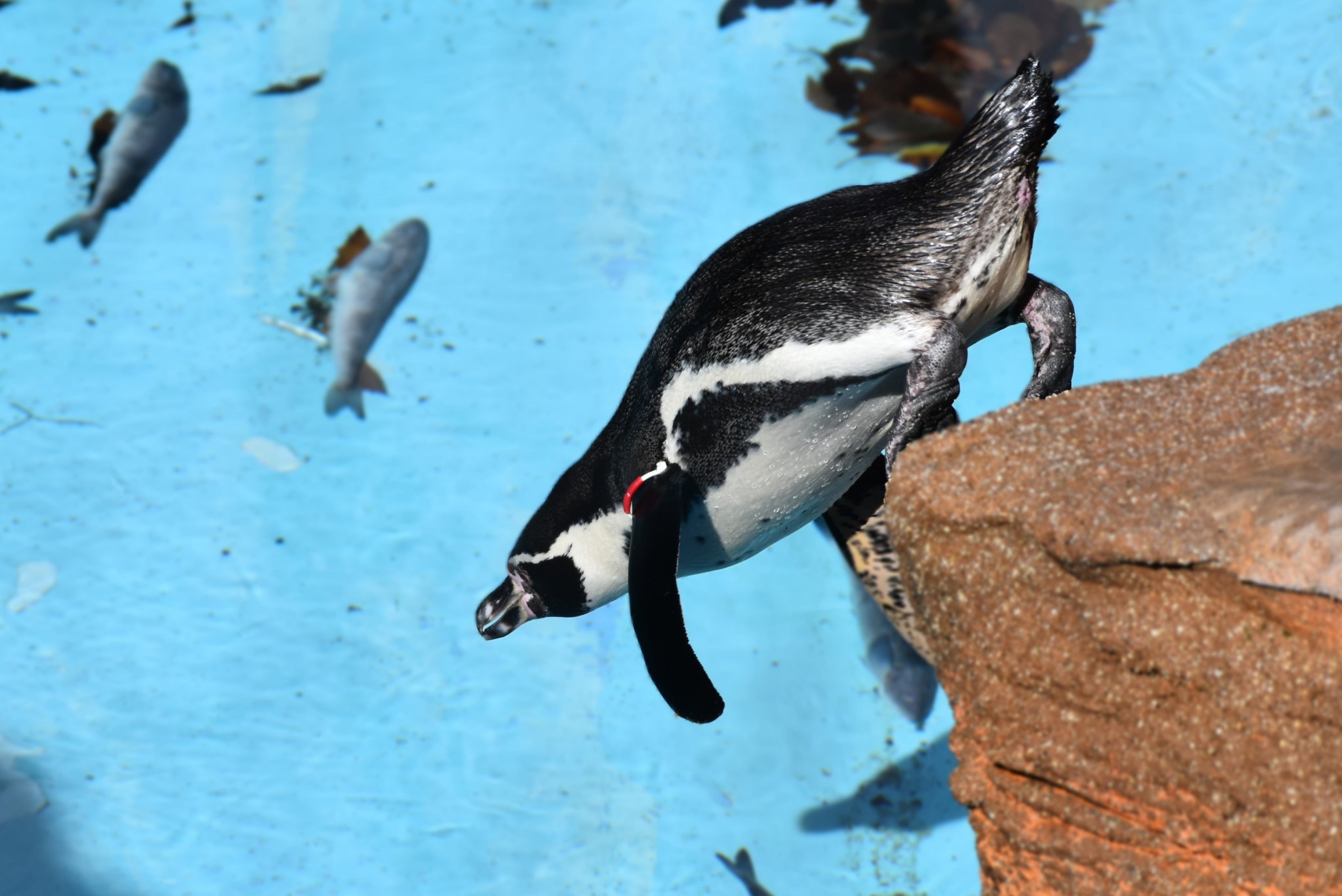 飛べないペンギン10本 飛べないペンギン様専用10本 - メルカリ