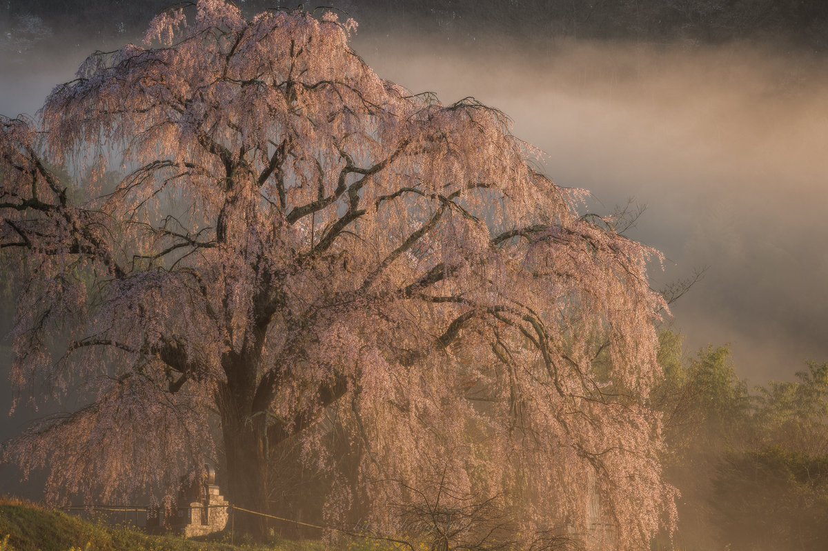 朝霧と光が美しかった墓守桜