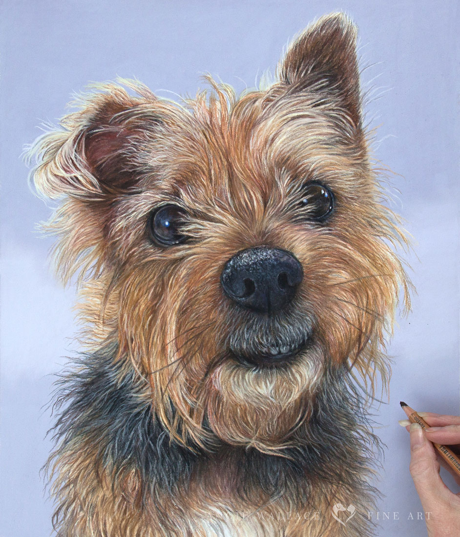 I'm currently working on a secret commission, that I can't share for a couple of months. So in the meantime here's cheeky little Oscar from last year. #pastelart #pastelpainting #dogportrait #terrier