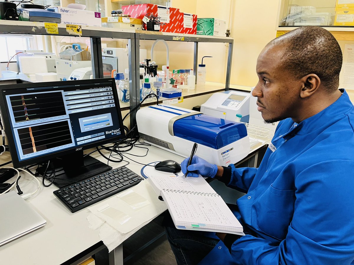 A successful size-selection run on indexed-DNA with the BluePippin system, sequencing library prep made easy 😎 #phdlife