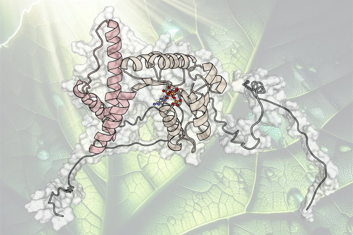 Ein Team aus @MPIMP_Potsdam @unipotsdam @ruhrunibochum @uni_muenster @HHU_de und der Universität Bergen haben erforscht, wie Pflanzen die Photosynthese auf Lichtänderungen anpassen. http://DOI: 10.1038/s41467-024-47151-5 Bild: Uni Bergen/Tobias Rindfleisch, Bing-Copilot