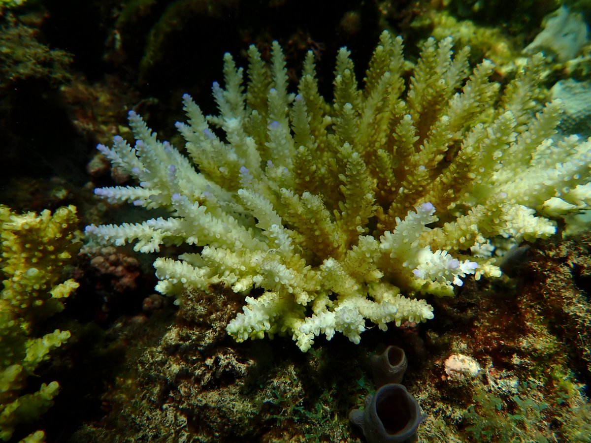 In the current bleaching event, quite some extensive bleaching is being observed in the shallow waters, but also few thermal tolerant colonies that are not turning white. We will keep you posted on what data reveals concerning the ongoing coral bleaching surveys. #Coralbleaching