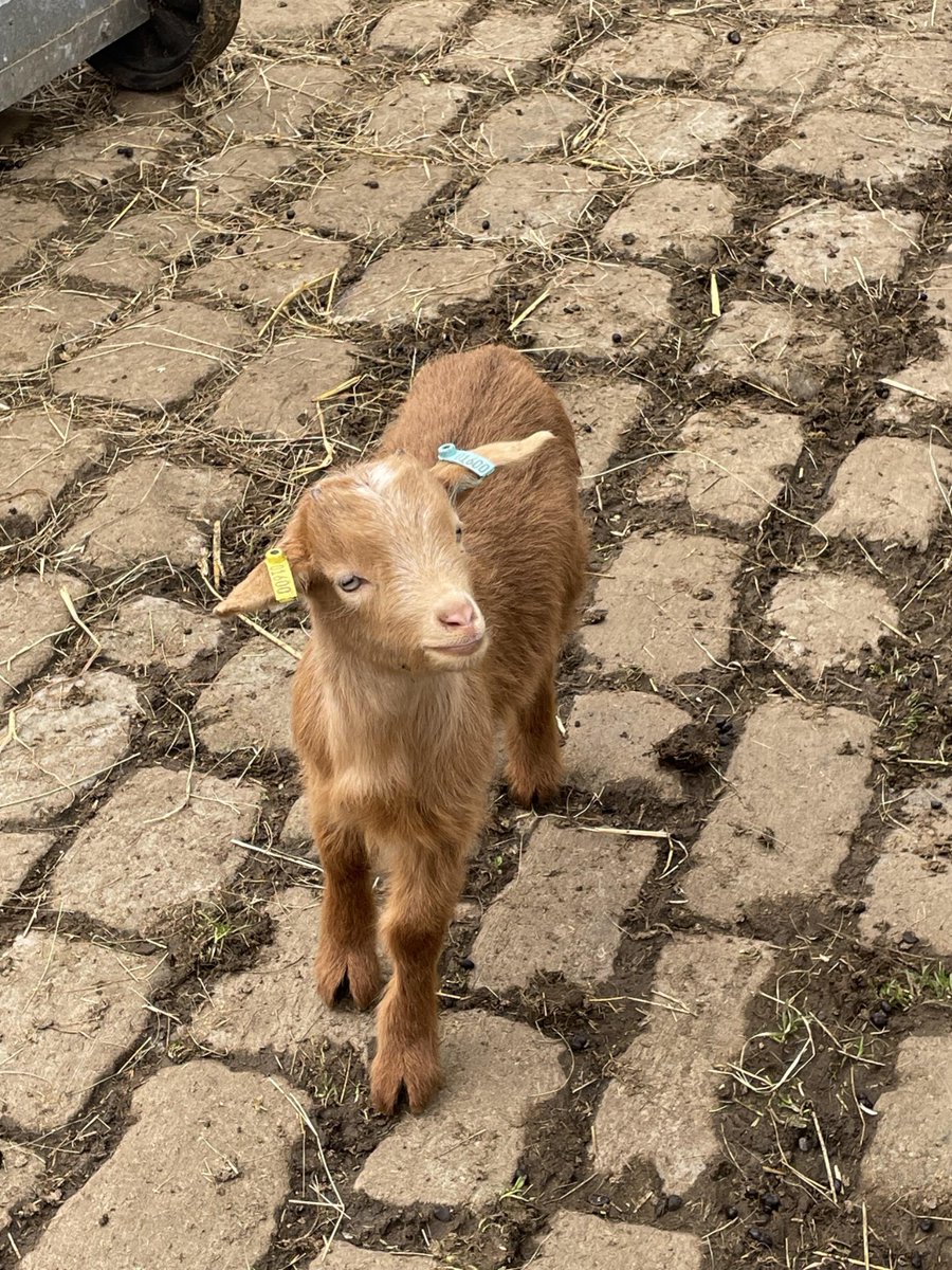 Spring has arrived at Temple Newsam Home Farm with adorable new arrivals 🐐 Don't miss the piglets, lambs, and kids over the holidays, plus explore the historic farm and meet characters from its past, on a new interactive trail 🐖 Read all about it here: news.leeds.gov.uk/news/adorable-…